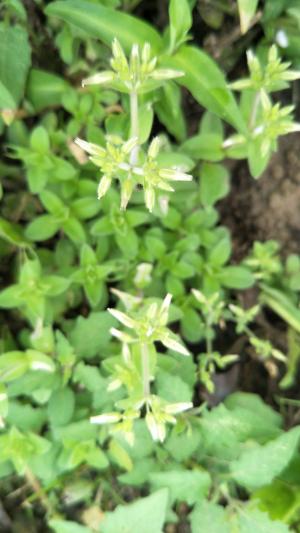 <a href="https://taieol.tw/muse/digi_object/5bc9741d7a191f2c95db6fc19f83f2c5" target="_blank">球序卷耳／By：naturalist51606／iNaturalist</a>
