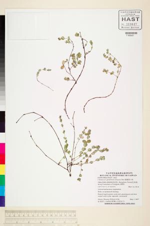 <a href="https://brmas.openmuseum.tw/muse/digi_object/9d1e9c0d1fbf049fd245878c1eaf70a0" target="_blank">鵝鑾鼻大戟／中央研究院生物多樣性研究博物館植物標本館 (HAST)</a>
