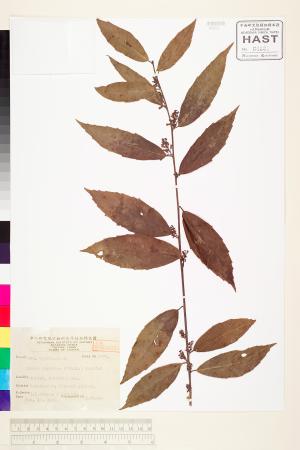 <a href="https://brmas.openmuseum.tw/muse/digi_object/9d1f0ba69085da588ff508c8609f2256" target="_blank">山桂花／中央研究院生物多樣性研究博物館植物標本館 (HAST)</a>