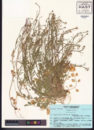 <a href="https://brmas.openmuseum.tw/muse/digi_object/9d34fb37cf857bc66f79aa99c32f96b2" target="_blank">台灣碎米薺／中央研究院生物多樣性研究博物館植物標本館 (HAST)</a>