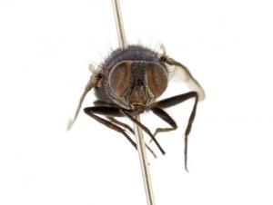 Lucilia porphyrina female frontal