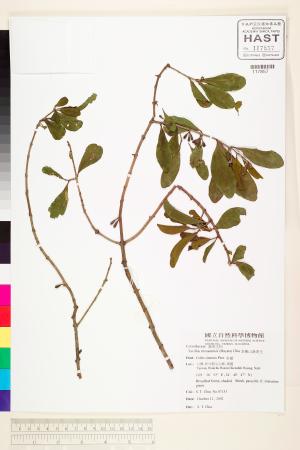 <a href="https://brmas.openmuseum.tw/muse/digi_object/9d39df24f5ff74faa594cbea2bdbef35" target="_blank">李棟山桑寄生／中央研究院生物多樣性研究博物館植物標本館 (HAST)</a>
