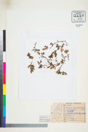 <a href="https://brmas.openmuseum.tw/muse/digi_object/9d7274cd3405c96bd0ca24db8a0d3f99" target="_blank">瓶蕨屬／中央研究院生物多樣性研究博物館植物標本館 (HAST)</a>