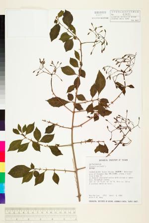 <a href="https://brmas.openmuseum.tw/muse/digi_object/9d74a5f93d3d6ef46bc6f50c7734611c" target="_blank">腺果藤(刺藤)／中央研究院生物多樣性研究博物館植物標本館 (HAST)</a>