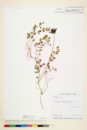 <a href="https://brmas.openmuseum.tw/muse/digi_object/9d82290ddd42c077a30df72cc5ff4298" target="_blank">能高大山紫雲英／中央研究院生物多樣性研究博物館植物標本館 (HAST)</a>