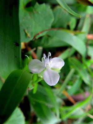 <a href="https://taieol.tw/muse/digi_object/ed3f29520f2a61cd320fcc44b38686af" target="_blank">牛軛草／By：mish3／iNaturalist</a>