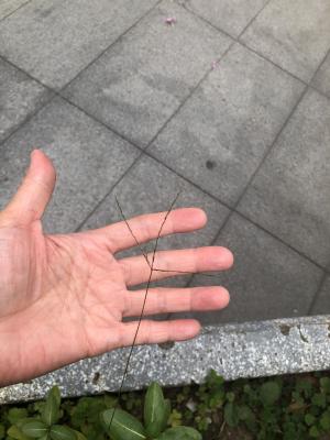 <a href="https://taieol.tw/muse/digi_object/86f71a1afda4efd81f43fffabcf73966" target="_blank">小馬唐／By：zoechung／iNaturalist</a>