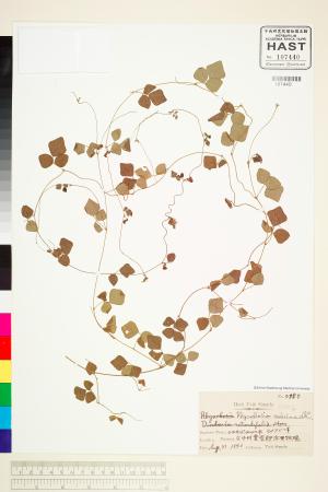 <a href="https://brmas.openmuseum.tw/muse/digi_object/9d8b07a2b33e5b89eea4556dc5290407" target="_blank">小葉括根／中央研究院生物多樣性研究博物館植物標本館 (HAST)</a>