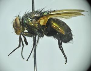 Isomyia pseudolucilia lateral