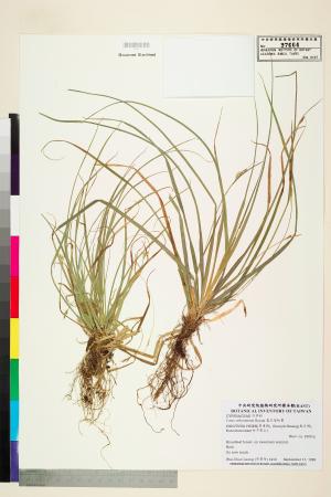 <a href="https://brmas.openmuseum.tw/muse/digi_object/9d942a5cd707bcc9e0ddcd5b7663aa9d" target="_blank">直蕊宿柱薹／中央研究院生物多樣性研究博物館植物標本館 (HAST)</a>