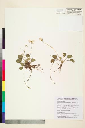 <a href="https://brmas.openmuseum.tw/muse/digi_object/9d949218f1912b1f29a02da03e8f8eed" target="_blank">台北堇菜／中央研究院生物多樣性研究博物館植物標本館 (HAST)</a>