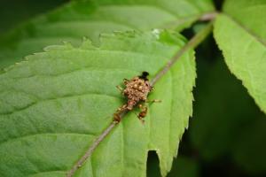 <a href="https://taieol.tw/muse/digi_object/dc346df020806abc395e3d1abe1bae8e" target="_blank">疣蝽／By：guanjie_mycoleoptera／iNaturalist</a>