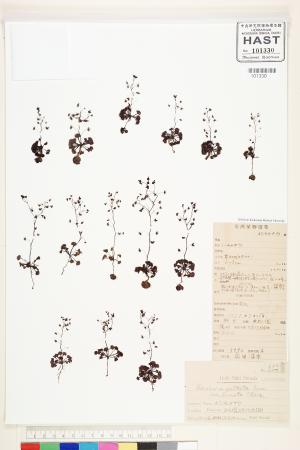 <a href="https://brmas.openmuseum.tw/muse/digi_object/9daab67603c13562e27cd29a8a2d06b2" target="_blank">茅膏菜／中央研究院生物多樣性研究博物館植物標本館 (HAST)</a>