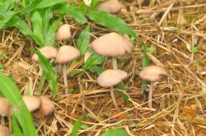 Inocybe geophylla(土味絲蓋傘)