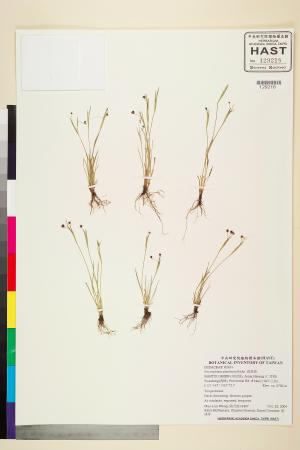 <a href="https://brmas.openmuseum.tw/muse/digi_object/9db152f19012b91e08bf0170639d0028" target="_blank">庭菖蒲／中央研究院生物多樣性研究博物館植物標本館 (HAST)</a>