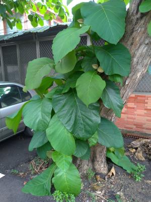 <a href="https://taieol.tw/muse/digi_object/dc44644996ccf1c5b2da0ca2f4867e16" target="_blank">柚木／By：mkwu／iNaturalist</a>