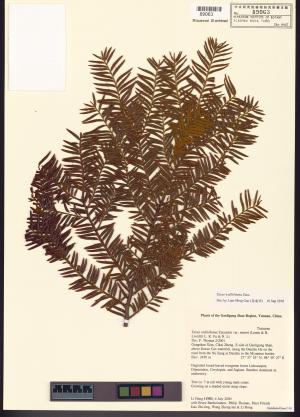 <a href="https://brmas.openmuseum.tw/muse/digi_object/9dcf35898385cb81652f7445f2e7ae70" target="_blank">喜馬拉雅紅豆杉／中央研究院生物多樣性研究博物館植物標本館 (HAST)</a>