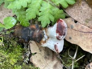<a href="https://taieol.tw/muse/digi_object/6af360aeaaac2ae882e7ea175f4c0d7b" target="_blank">赤芝／By：balawu／iNaturalist</a>
