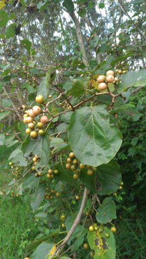 <a href="https://taieol.tw/muse/digi_object/1db2bb6fcb0092c87d2b4c3e3e1eb45f" target="_blank">破布子／By：chiehliangchen／iNaturalist</a>