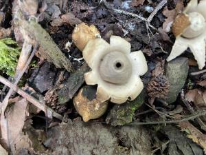 <a href="https://taieol.tw/muse/digi_object/450475bfb99c976fea7ba48ab3fcc12d" target="_blank">袋形地星／By：balawu／iNaturalist</a>