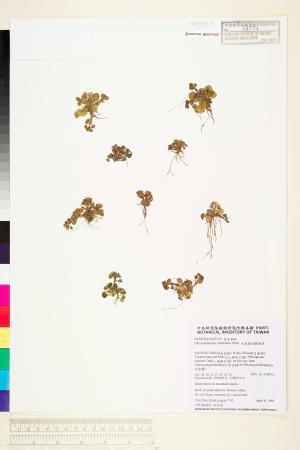 <a href="https://brmas.openmuseum.tw/muse/digi_object/9dfa4792baaef6d97bab72c60940c437" target="_blank">大武貓兒眼睛草／中央研究院生物多樣性研究博物館植物標本館 (HAST)</a>