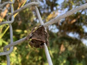<a href="https://taieol.tw/muse/digi_object/0cfd8763912274fe1bb0a560fbf4a746" target="_blank">三角鬼蛛／By：amygoog／iNaturalist</a>