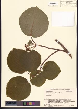 <a href="https://brmas.openmuseum.tw/muse/digi_object/9e0148c3bbf8ed2631e814c1cc1c1ce3" target="_blank">假繡球／中央研究院生物多樣性研究博物館植物標本館 (HAST)</a>