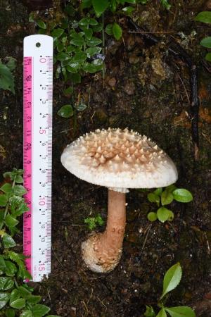 Amanita timida(泛紅鵝膏)