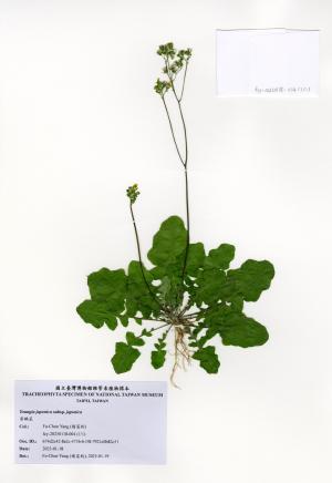 <a href="https://ntm-naturearchive.openmuseum.tw/muse/digi_object/1ccf52cf091462a8005177f328c7f61e" target="_blank">黃鵪菜／國立臺灣博物館</a>