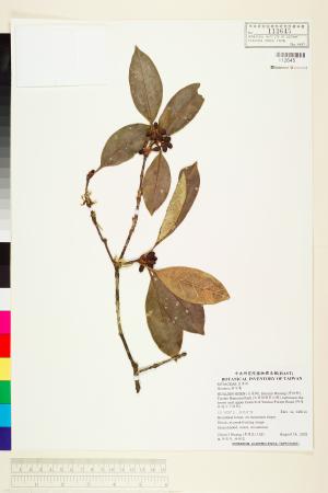 <a href="https://brmas.openmuseum.tw/muse/digi_object/9e1ecbe48923c857c4fb7fd73a33f656" target="_blank">茵芋屬／中央研究院生物多樣性研究博物館植物標本館 (HAST)</a>
