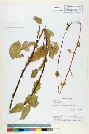 <a href="https://brmas.openmuseum.tw/muse/digi_object/9e30094929503a4bd3e3932d06451fb0" target="_blank">鬼苦苣菜／中央研究院生物多樣性研究博物館植物標本館 (HAST)</a>