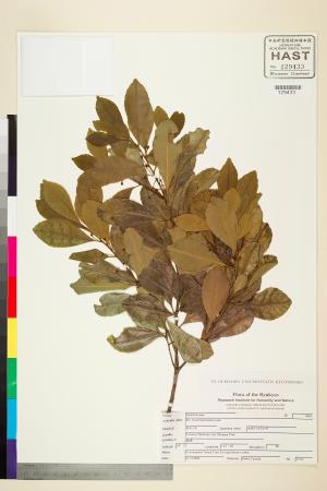 <a href="https://brmas.openmuseum.tw/muse/digi_object/9e48dbdea7826999af29b14429d054a7" target="_blank">倒卵葉冬青(金平氏冬青)／中央研究院生物多樣性研究博物館植物標本館 (HAST)</a>