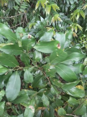<a href="https://taieol.tw/muse/digi_object/e2724b1b5004b18f36845f78b87bcc47" target="_blank">山桔／By：maoneow／iNaturalist</a>