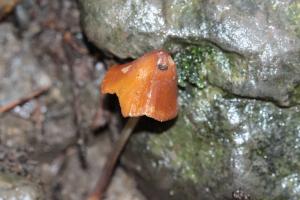 Conocybe subpubescens(疏絨毛錐蓋傘)