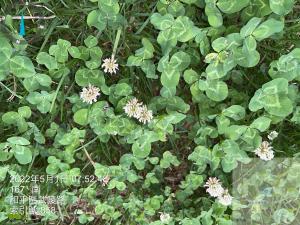 <a href="https://taieol.tw/muse/digi_object/489cec1c541c60962cb4308de31a4aad" target="_blank">菽草／By：ssnp019／iNaturalist</a>