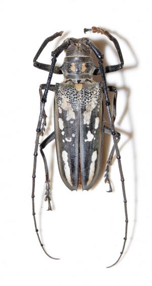 白條天牛 Batocera lineolata