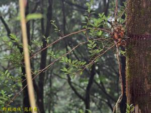 <a href="https://taieol.tw/muse/digi_object/cd82c346d3b455807376d39f3b57547f" target="_blank">凹葉越橘／By：kinmatsu／iNaturalist</a>
