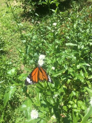 <a href="https://taieol.tw/muse/digi_object/ff9c8b74340bc5b19e9416d06f0e23cd" target="_blank">虎斑蝶／By：maoneow／iNaturalist</a>