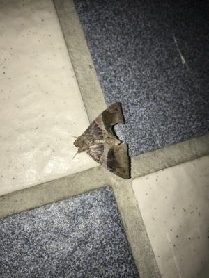<a href="https://taieol.tw/muse/digi_object/72022dc59ec1563983510c36082b98ae" target="_blank">Bastilla arcuata／By：kellyshu／iNaturalist</a>