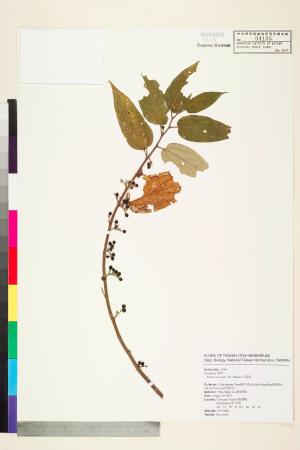 <a href="https://brmas.openmuseum.tw/muse/digi_object/9ee76fe390b888cc7286125adfe83ffc" target="_blank">山黃麻／中央研究院生物多樣性研究博物館植物標本館 (HAST)</a>