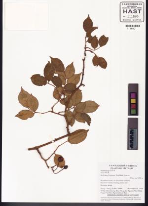 <a href="https://brmas.openmuseum.tw/muse/digi_object/9ee7aaf9bf755409f42548b4c1aa104b" target="_blank">薔薇屬／中央研究院生物多樣性研究博物館植物標本館 (HAST)</a>