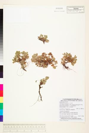<a href="https://brmas.openmuseum.tw/muse/digi_object/9ef2bd55dd2f12043df68b01803285c6" target="_blank">五蕊莓／中央研究院生物多樣性研究博物館植物標本館 (HAST)</a>