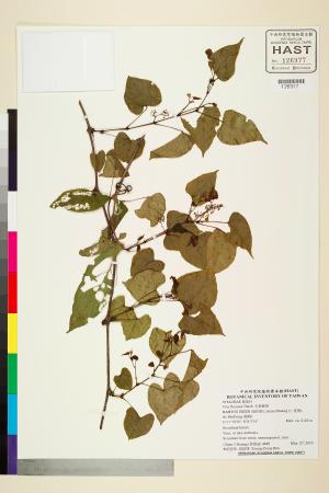 <a href="https://brmas.openmuseum.tw/muse/digi_object/9f1484fc192da50d9e9544b35d722cd5" target="_blank">光葉葡萄／中央研究院生物多樣性研究博物館植物標本館 (HAST)</a>