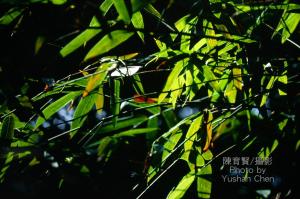<a href="https://taieol.tw/muse/digi_object/8eef8a8fba8c26efc804f7696567aaab" target="_blank">蓬萊竹／By：陳育賢／臺灣物種名錄(TaiCOL)</a>