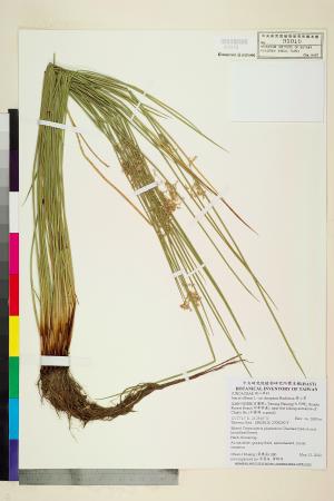 <a href="https://brmas.openmuseum.tw/muse/digi_object/9f33c65a9d04e019c7ae59f0b459e23e" target="_blank">燈心草／中央研究院生物多樣性研究博物館植物標本館 (HAST)</a>