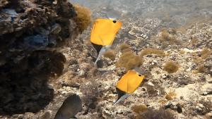 <a href="https://taieol.tw/muse/digi_object/32b718a22e9810107077aac4dee35154" target="_blank">黃鑷口魚／By：r_lai／iNaturalist</a>