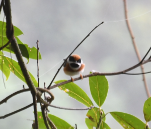 <a href="https://taieol.tw/muse/digi_object/64c725eea36faa6c7d4cad25b7a6e8b3" target="_blank">紅頭山雀／By：benkeen／iNaturalist</a>