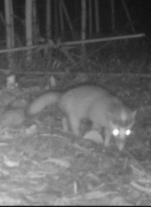 <a href="https://taieol.tw/muse/digi_object/7e5a4b1c022e0d958f9e603f8a6d1321" target="_blank">鼬獾／By：rickyp／iNaturalist</a>