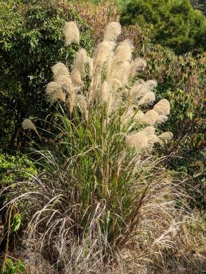 <a href="https://taieol.tw/muse/digi_object/ef27b1acb64b114dd393d396ad909348" target="_blank">芒／By：johnnypantw／iNaturalist</a>
