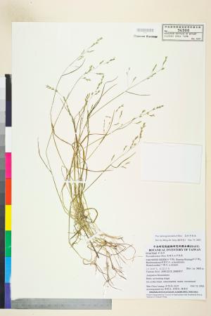 <a href="https://brmas.openmuseum.tw/muse/digi_object/9f559c76284233236e30dfef49774919" target="_blank">高砂早熟禾／中央研究院生物多樣性研究博物館植物標本館 (HAST)</a>
